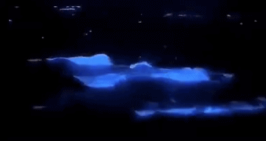 蓝眼泪|蓝眼泪震撼爆发，堪称“海上萤火虫” 仅生存几十秒