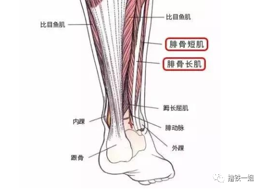 明明是同款脚踝 为啥郭碧婷一张神颜毁在金刚小腿上 腾讯新闻
