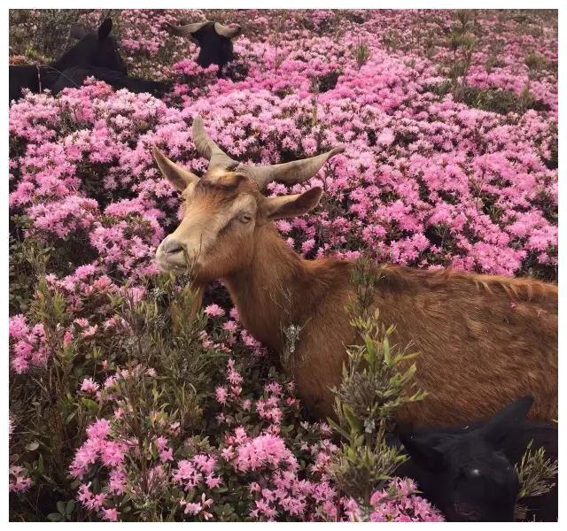 马鹿塘乡,昆明,禄劝县,杜鹃花,自驾游