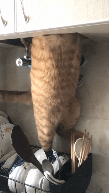 嫌我太穷我猫找了修理工的工作