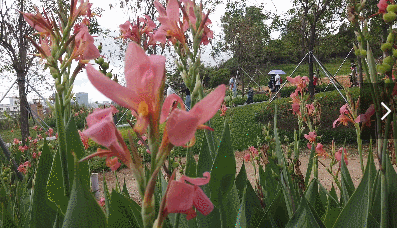 提琴有的休闲交谈荔枝丛林下原名鸡公山公园,位于南山区南光高速东侧