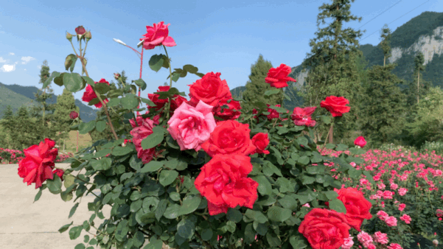 月季花海 烧烤 篝火晚会……毕节又有一个游玩新去处