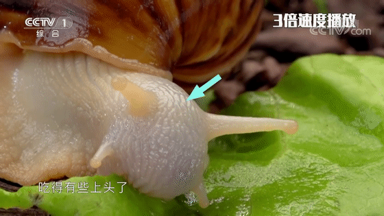 蜗牛竟有上万颗牙齿!它是如何进食的?