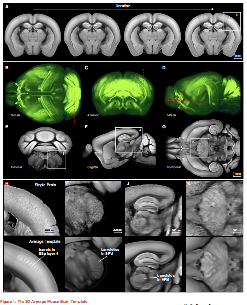 在过去十年间,随着小鼠全脑图谱绘制项目的成立,新的数据类型不断增加