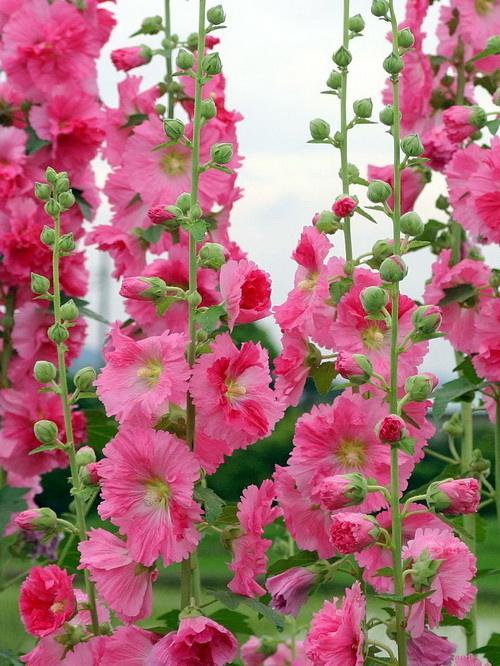 植物中的"一丈红",你肯定见过