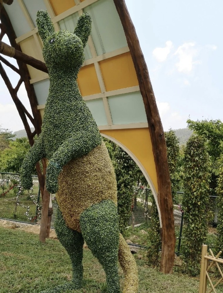 广州新晋网红打卡点,走进袋鼠乐园,看夏季最美花海