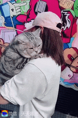 这只猫跟狗打招呼的方式很独特——抱脸杀:唯我独尊?