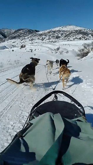 哈士奇雪橇拉到一半憋不住臀刹也没用被同伴拖着边跑边大便