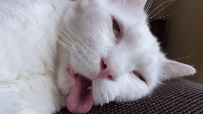 眼睛翻白眼,舌头露在外边.这下,大家都知道这只猫睡着后很丑了.