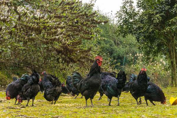 秀山县,德州市,太空莲,宋农镇,土鸡