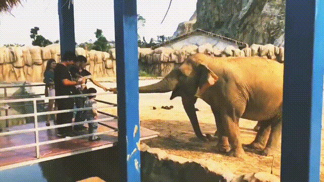 很有分量的大咖——大象先生,吃起胡萝卜来也是很不客气,长鼻子一卷