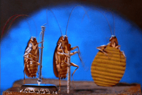 昆虫|虫子再这么死下去，人类末日不远