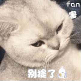 可爱猫咪动图表情包