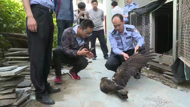 近日, 一群众路过 安康白河县麻虎镇南沟村 某村民家时, 看到一只大雕