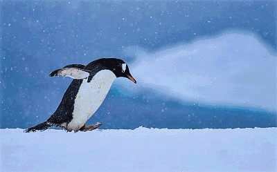 除了企鹅这种憨态可掬的动物之外,还有着大量的海豹,海狮和鲸鱼,这