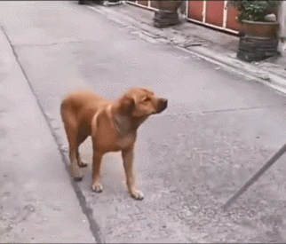 新规一出,网友纷纷表示终于可以松口气了,想想自从自己的狗子会走路