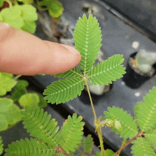 我让这些植物不受干扰地生长了一个月,然后对它们重复了同样的实验.