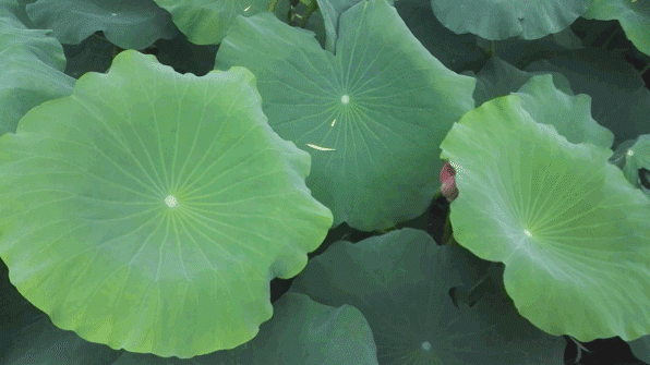 596_335gif 动态图 动图