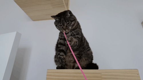 汤圆揣手手趴在猫窝里,春节时有发过这张照片,这次给大家看看原片.