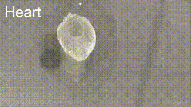 (轉載)碎成兩半的心，如何科學地復原？(自行連接、“愈合”的電子材料)的圖7
