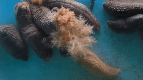 蟹老板|海绵宝宝里居然藏着这么多生物冷知识，小时候没看懂真的可惜了