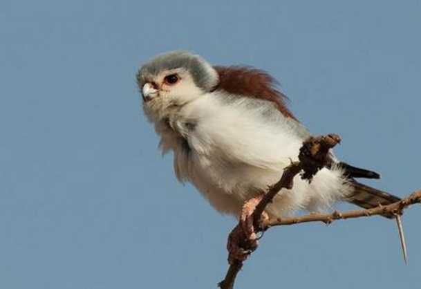全世界最小的食肉性鸟类,体型小巧可爱,但攻击力十足
