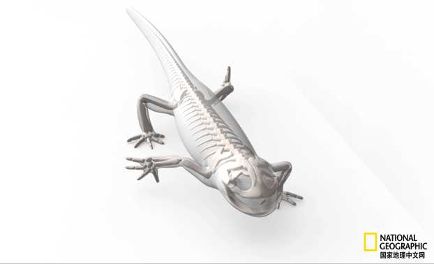 骨质疏松|这一堆堆的白骨，居然活了