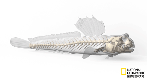 骨质疏松|这一堆堆的白骨，居然活了