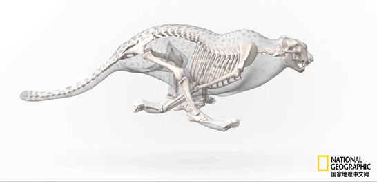 骨质疏松|这一堆堆的白骨，居然活了