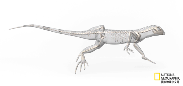 骨质疏松|这一堆堆的白骨，居然活了