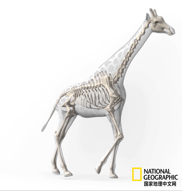 骨质疏松|这一堆堆的白骨，居然活了