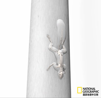 骨质疏松|这一堆堆的白骨，居然活了