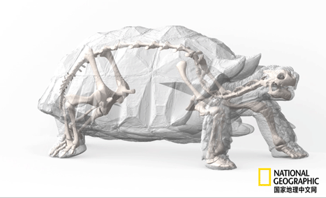 骨质疏松|这一堆堆的白骨，居然活了