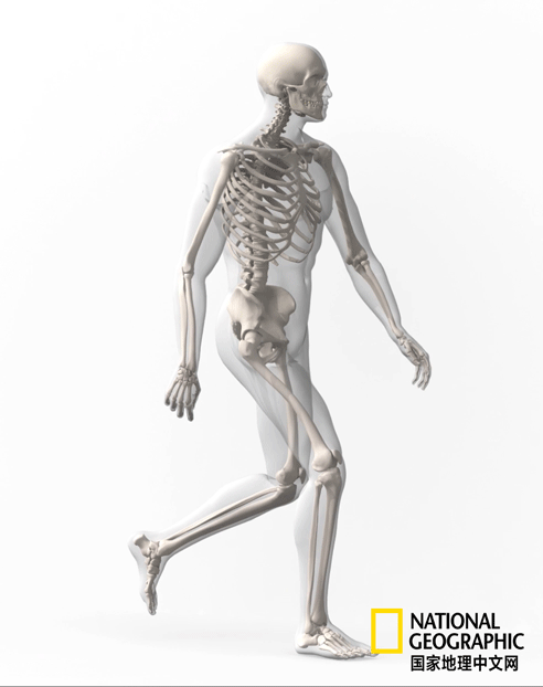 骨质疏松|这一堆堆的白骨，居然活了