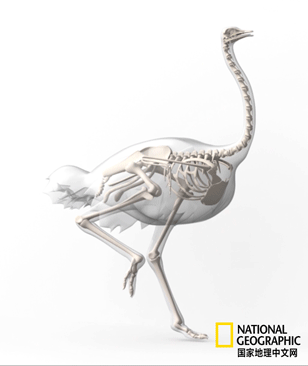 骨质疏松|这一堆堆的白骨，居然活了