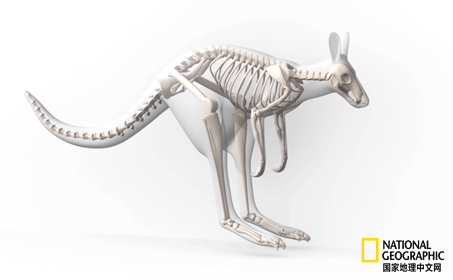 骨质疏松|这一堆堆的白骨，居然活了