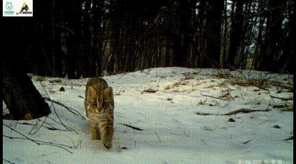 优雅和敏捷华北唯二野生猫科动物之一01豹猫那么今天来换个心情,来