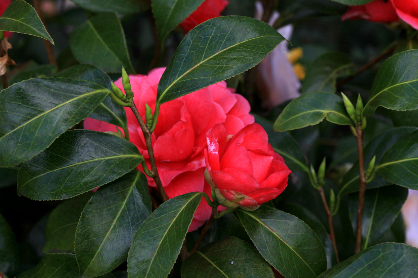 茶花——歲寒松柏如相問,一點丹紅雪裡開