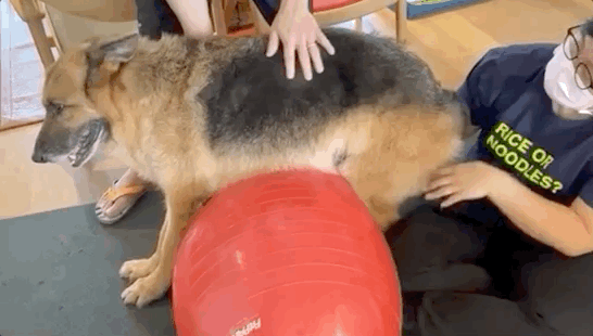 许志安|15岁爱犬生命倒计时！郑秀文夫妇请仨佣人照顾，一针止痛针2000多