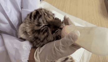 噗滋噗滋的超可爱小老虎喝奶的表情亮了来青野·回归童真1看动物宝宝