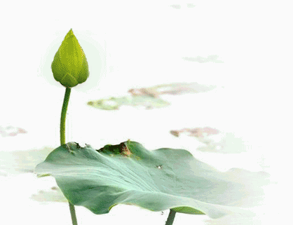 0元打卡洪湖公园百亩荷花盛开即将霸屏朋友圈