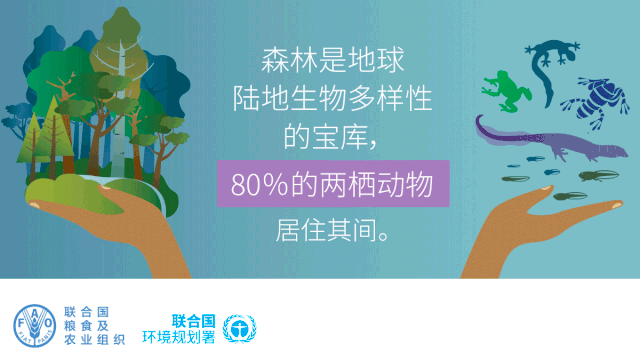 2020年世界森林状况:森林,生物多样性与人类_腾讯新闻