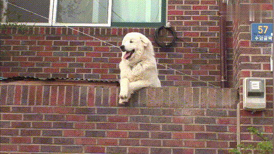 狗狗天天趴在墙上求宠爱,路人若不上前"问候",它倒觉得挺委屈