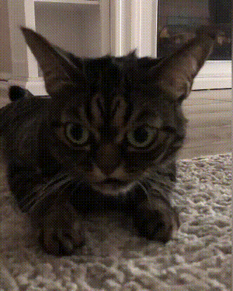 332_414竖版 竖屏gif 动态图 动图