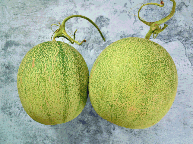 蜜瓜中的"平价哈根达斯",15°高甜,冰过更畅快,一秒横扫暑热_腾讯新闻