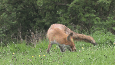 科学家|狗到底是不是由狼驯而化来的？科学家至今没搞懂……