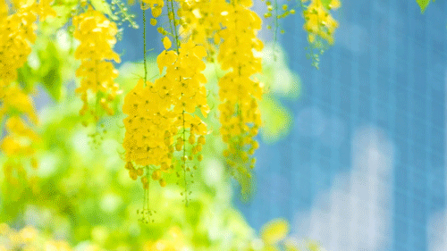 500_281gif 动态图 动图