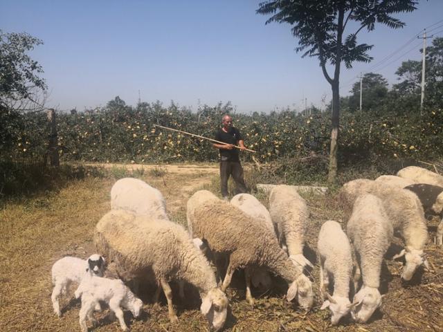 靳玉龙:养羊走上致富路