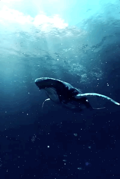 生当似鹏起终当如鲸落