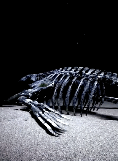 生当似鹏起终当如鲸落